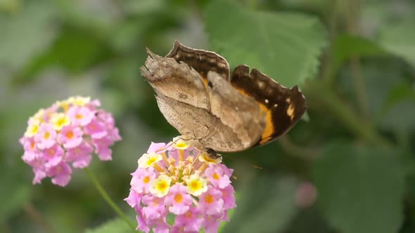 Close up shot of beautiful Monarch Butterfly resting in pink yellow Flower in Wilderness - Subfamily