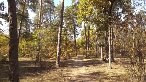 Trees in the Forest on an Autumn Day