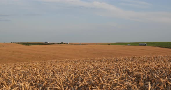 Sunny Summer Day. Wheat Field. Against The Background Of Traffic