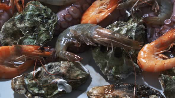 oysters, octopus and shrimps on a table