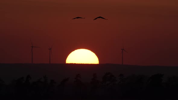 Common cranes at sunset