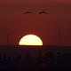 Common cranes at sunset - VideoHive Item for Sale