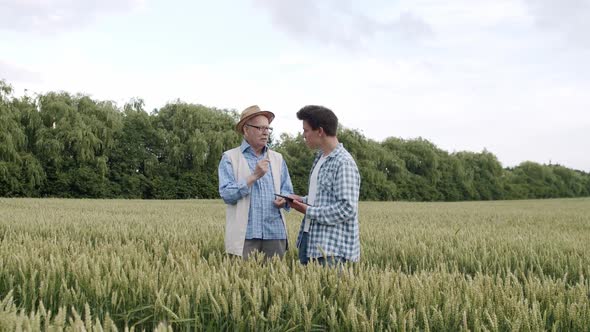 Senior Farmers Explaining for Man About Examining of Wheat Spikelet in a Field