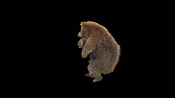 116 Bear Dancing 4K