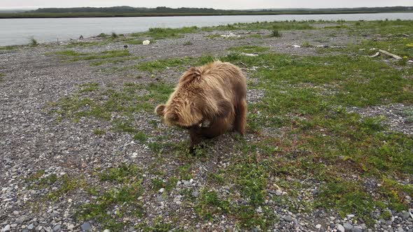 A Drone View of a Brown Bear Digging Rocks on a River Bank Search of Food