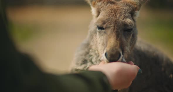 Little eastern grey kangaroo eating from a person's hand, close up, BMPCC 4K