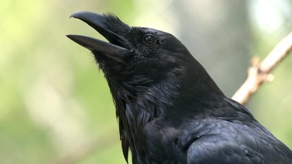 Common Raven Corvus Corax, Also Known As the Northern Raven