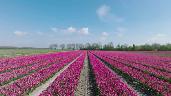 Lush Purple Tulips aligned in rows in northern Holland, Low pass aerial.