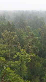 Vertical Video Fog in the Forest Aerial View