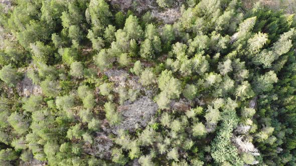 Evergreen Fir Tree Forest Vertical View Aerial Descending