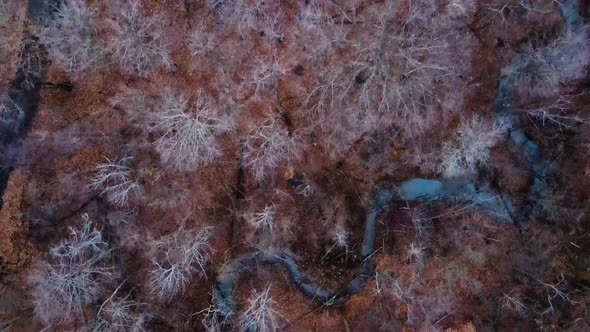 Aerial shot of forest in early winter. Top down.