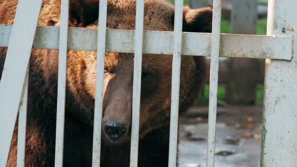 European Eurasian Brown Russian Bear Ursus Arctos Arctos In Cage In Zoo