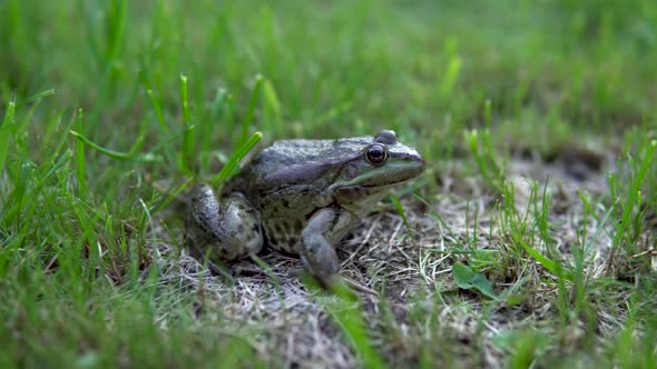 A Large Green Toad Sits on the Grass. Swamp Toad Close-up