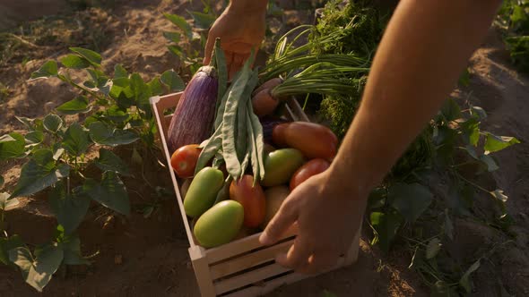 Freshly Picked Vegetables is Ready for Local Farmers Market