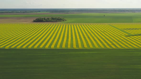 Green Beautiful Fields of Belarus with Blooming Rape. View From a Height