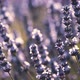 Stems with Lavender Flowers Sway in the Wind - VideoHive Item for Sale