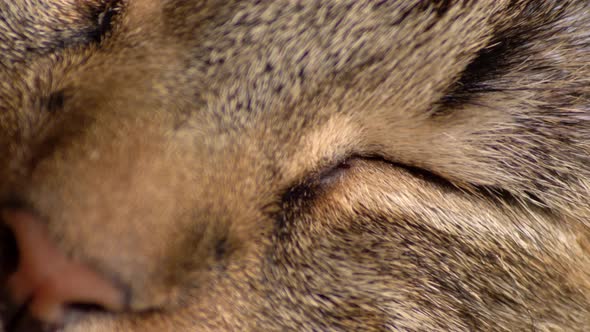 Macro Of Sleepy Tabby Cat, Eyes Closing