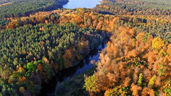 Yellow forest and river at sunrise, view from above