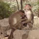 Monkey Family - VideoHive Item for Sale