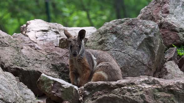 Yellow footed rock wallaby sitting on a rock