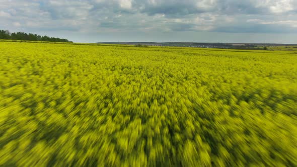 Aerial View: Fast Flight. Yellow Canola Field. Field of Blooming Rapeseed Aerial View. Yellow