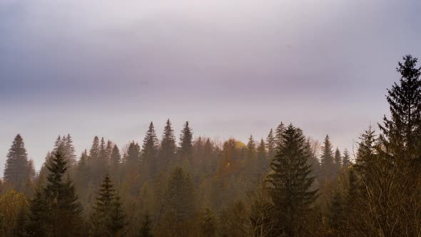 Grey Mist Covered the Pine Forest