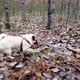 Pug walks in the Forest - VideoHive Item for Sale