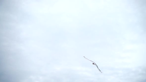 Flight of a Seagull 7