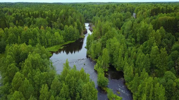 Forest Trees And River From Above