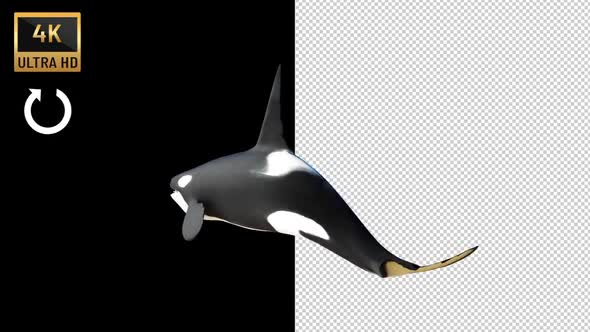 Killer Whale Orca Swimming Back View alt