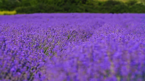 Lavender Field. Blooming Violet Fragrant Lavender Flowers. Growing Lavender Swaying on Wind Over