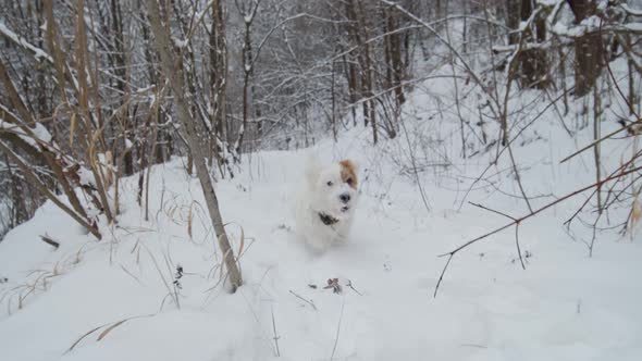 Cute Dog Jack Russell Terrier on a Winter Runnng in a Snowy Forest Park