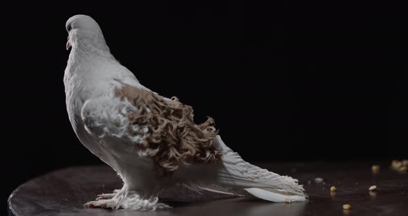 Adorable Fancy Breed of Pigeons Frillback Pigeon with Curly Feathers