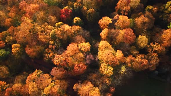 Autumn forest scenery with warm light illumining the gold foliage and a footpath leading into the sc