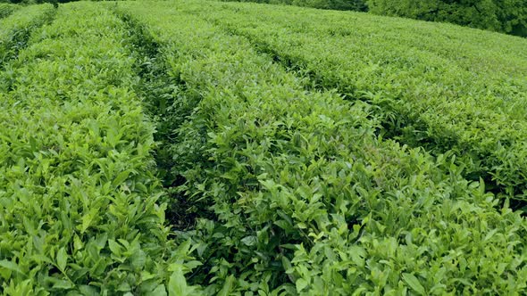 Tea Bushes Grow on the Mountainside. Organic Product. Cultivation and Harvest of Tea