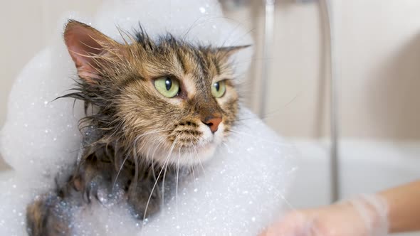 Portrait of a wet fluffy cat with foam on its head in the hands of a veterinarian