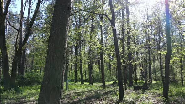 Green Forest During the Day Aerial View / Videohive