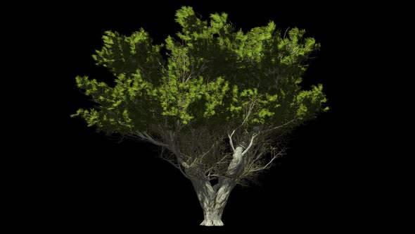 Big Bush With Branches alt