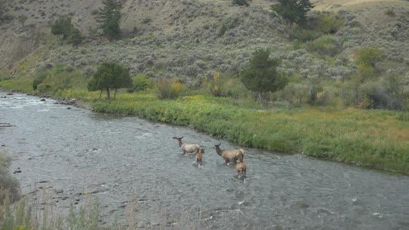 Elks standing in a river