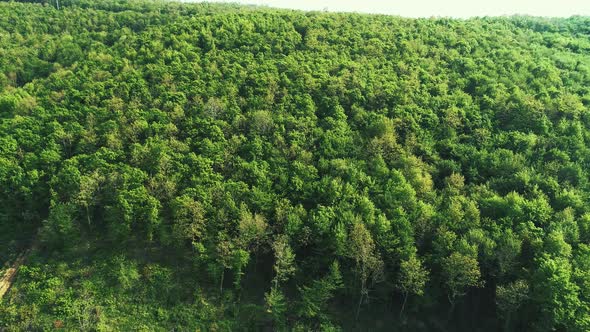 Aerial View Of Forest