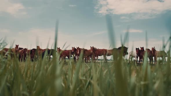 A Herd of Horses Stand in a Field in Summer in Sunny Weather