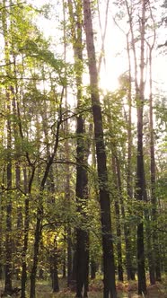 Vertical Video Trees in the Autumn Forest in the Afternoon