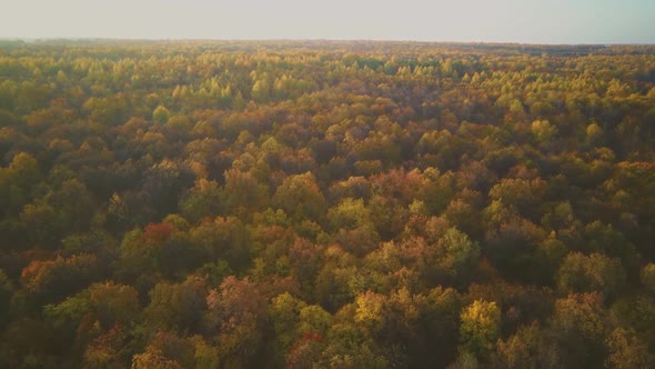 Aerial Video of Forest in Autumn at Sunset. Countryside