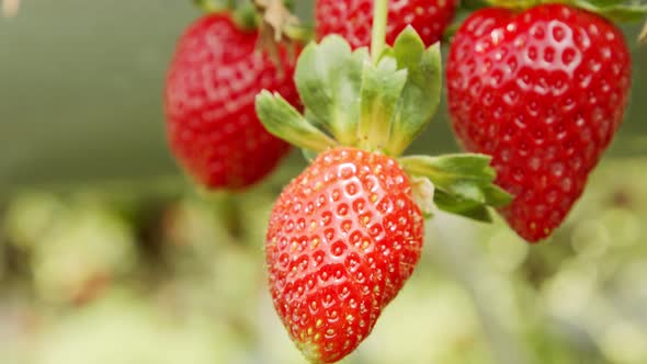 Close up on large ripe Strawberries inside a greenhouse