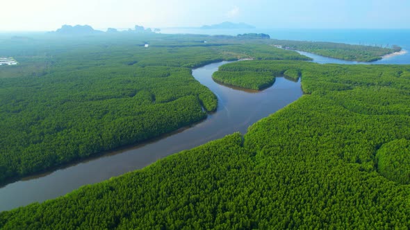 4K Aerial view of mangrove forest at khao jom pa, trang, Thailand. 4k Footage