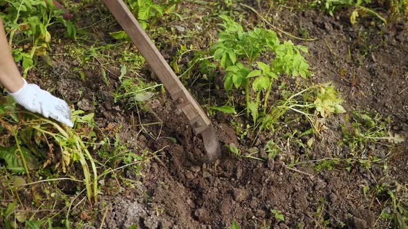 Farmer Hand Holding Hoe and Digging the Soil to Spud Potatoes Slow Motion