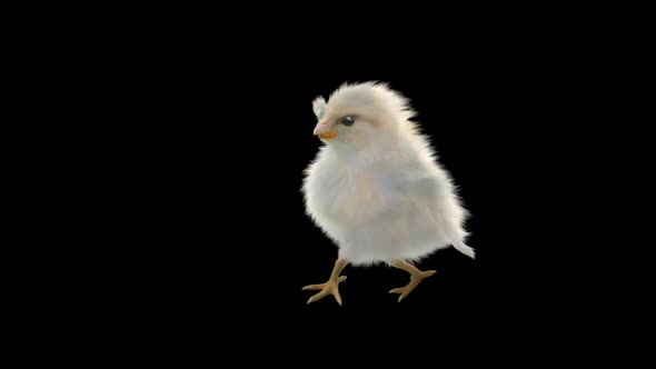 27 Baby Chicks Dancing HD