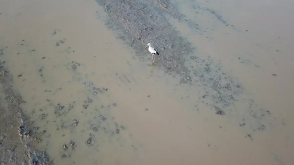 Asian openbill stork bird fly away at Malaysia