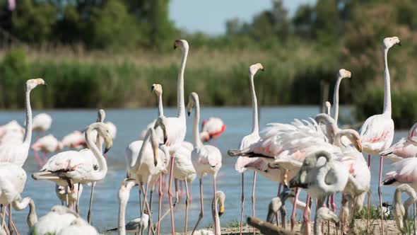 flamingo bird nature wildlife reserve carmargue lagoon