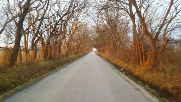 A drive down a country road with overhanging trees during the winter.  There are very few leaves on